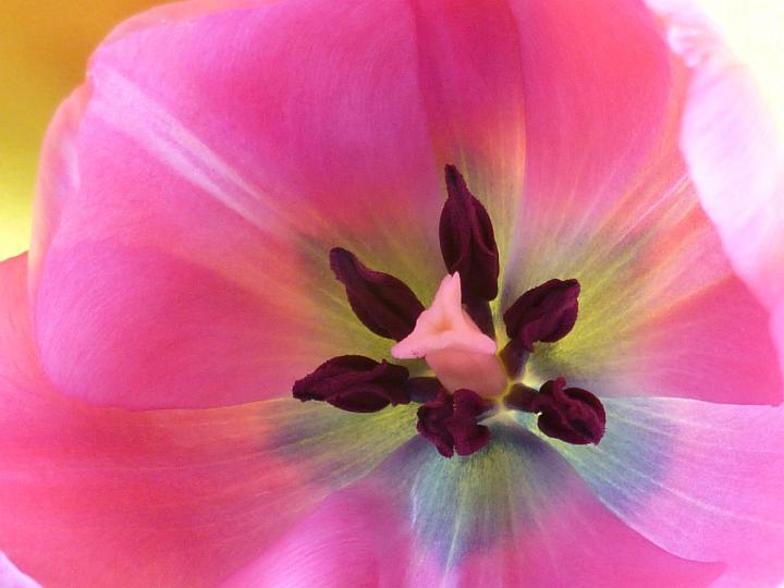 closeup_tulip.jpg - Macro view looking into a fresh pink spring tulip with focus to the pistil, anthers and stamen of the flower