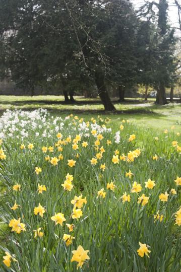 daffodil_park.jpg - Beds of cultivated white and yellow daffodils flowering in the park during spring