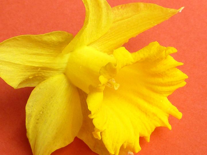 daffodil_red_background.jpg - Close up detail on the corona of a fresh yellow spring daffodil lying on a textured orange background
