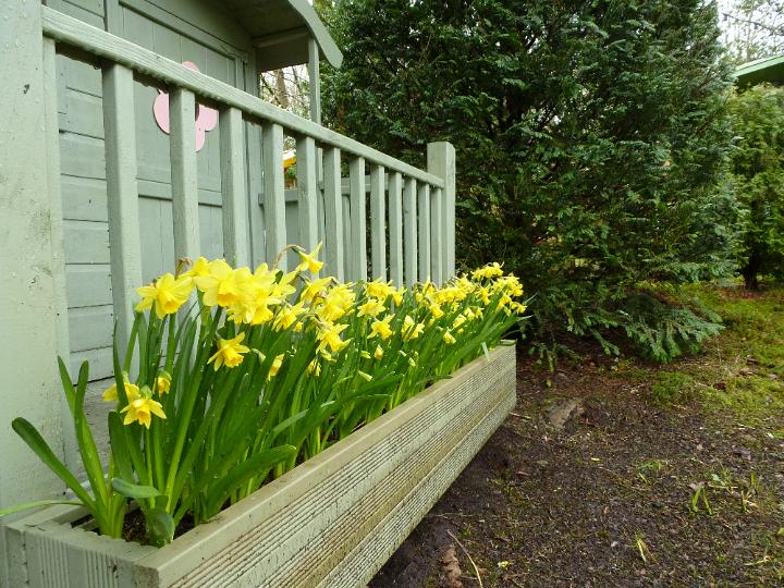 daffodils_planter.jpg - Large garden planter on the side of a balcony filled with colorful yellow daffodils or narcissus conceptual of the spring season