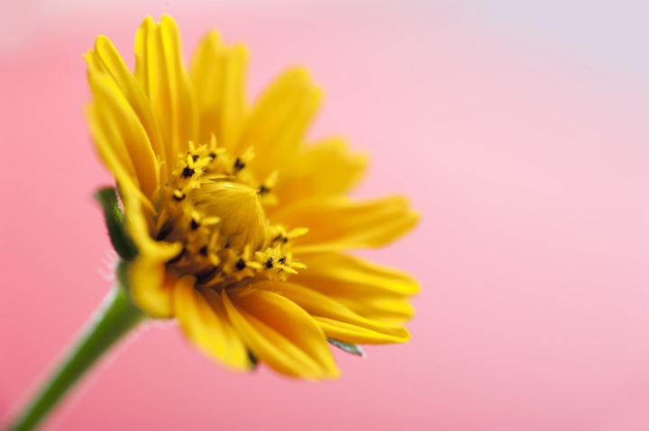 daisy_copyspace.jpg - Yellow daisy or calendula flower close-up over pink background with copy space, spring background concept