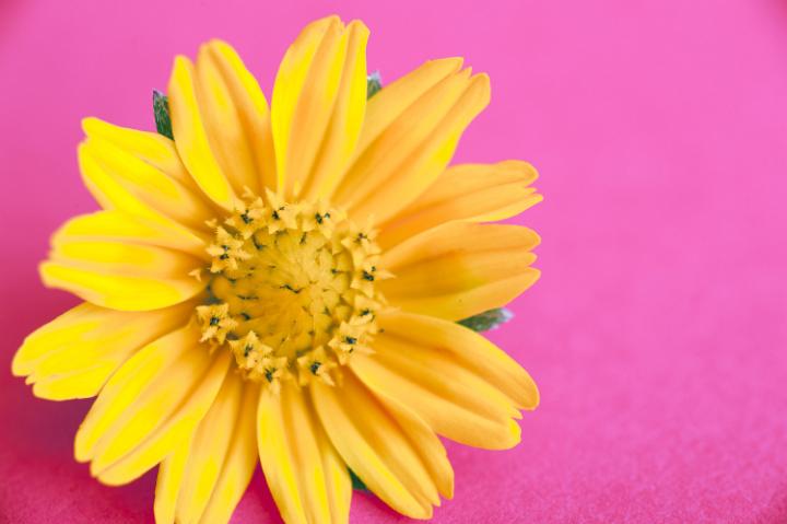 daisy_on_pink.jpg - Bright yellow spring daisy on a vibrant pink background in a close up overhead view with copy space