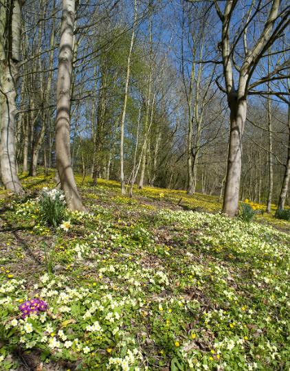 easter_flowers.jpg - Pretty yellow primroses and daffodils blooming in sunny woodland at Eastertime