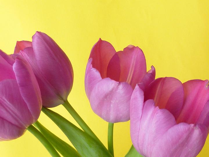 eastertime_flowers.jpg - Close up on a bunch of fresh purple spring tulips over a vivid yellow background symbolic of the season and Easter