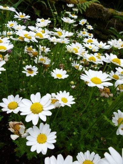 field_daisys.jpg - Close up of white daisy flowers in green field background
