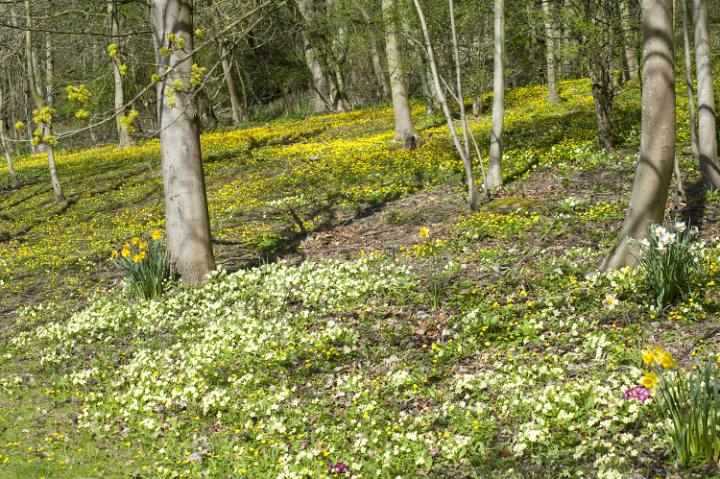 floral_carpet.jpg - Carpet of pale yellow primroses flowering under the trees in open woodland