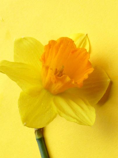 narcissus_on_yellow.jpg - Yellow narcissus or daffodil flower with orange corona, viewed in close-up on plain yellow background