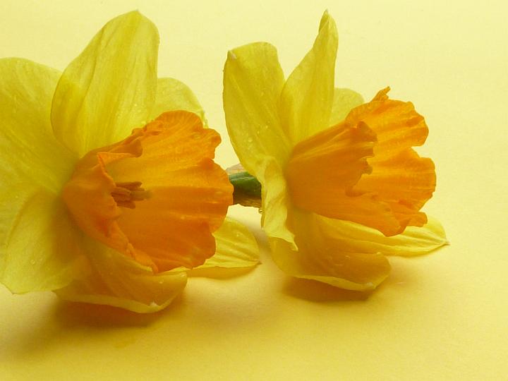 narcissus_on_yellow_background.jpg - Two fresh yellow narcissus or daffodil flowers lying side by side on a matching yellow background for spring or easter themes