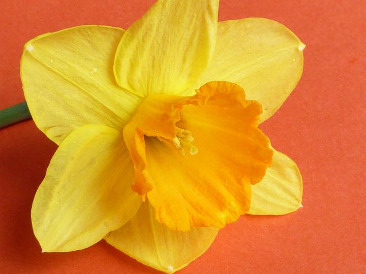 one_daffodil.jpg - One yellow daffodil with orange corona lying on a textured orange background in a close up view conceptual of Easter and spring