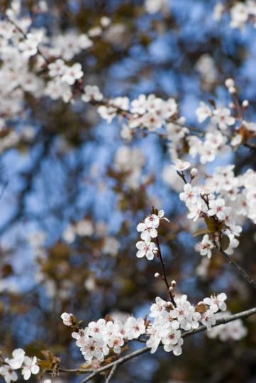plum_tree_blossom.jpg - Fresh spring blossom of the flowering plum or prunus growing in a colourful garden with shallow depth of field