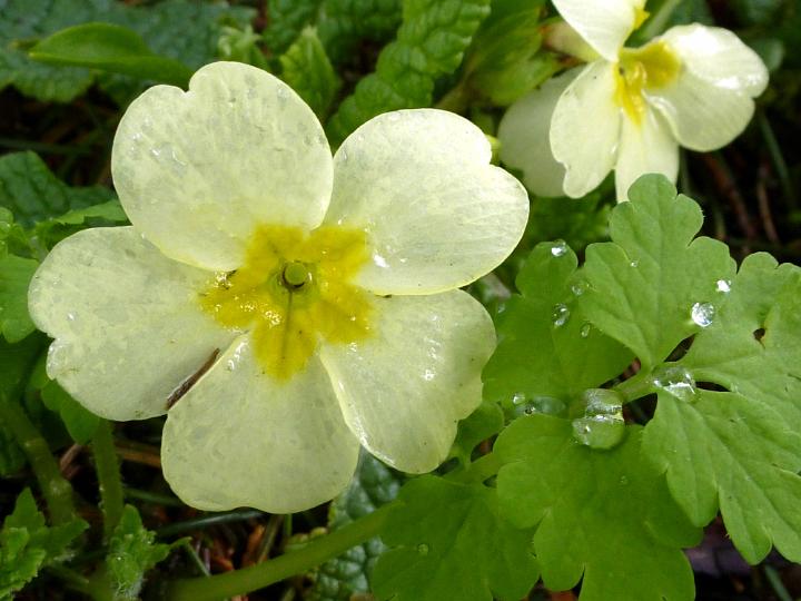 primrose_flower.jpg - Fresh pale yellow primrose flower growing outdoors with glistening raindrops on the petals and leaves symbolic of the spring season