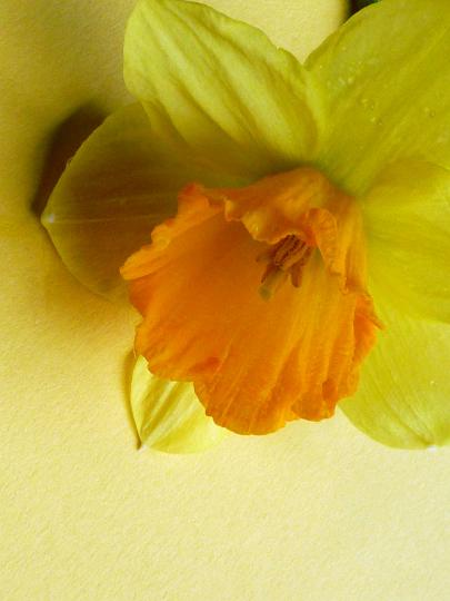single_narcissus.jpg - Close-up on single yellow and orange narcissus flower on yellow background with copy space