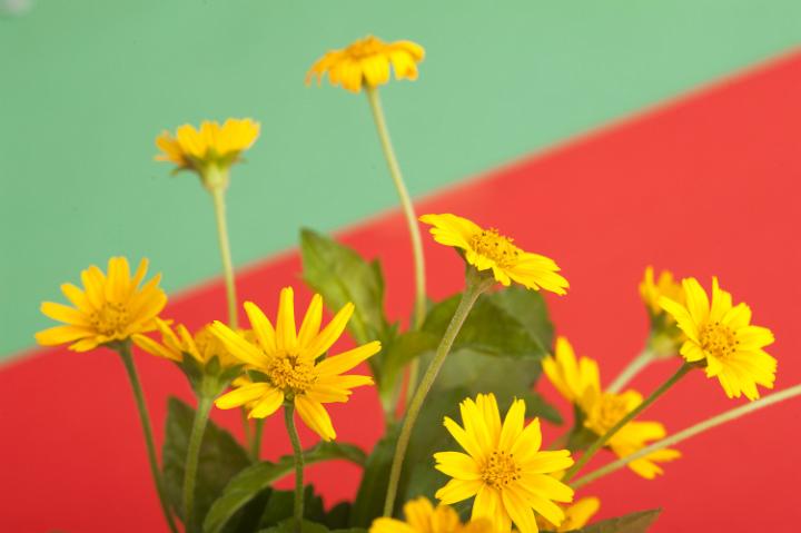 spring_flowers.jpg - Bunch of bright yellow spring flowers over a two tone red and green background with copy space