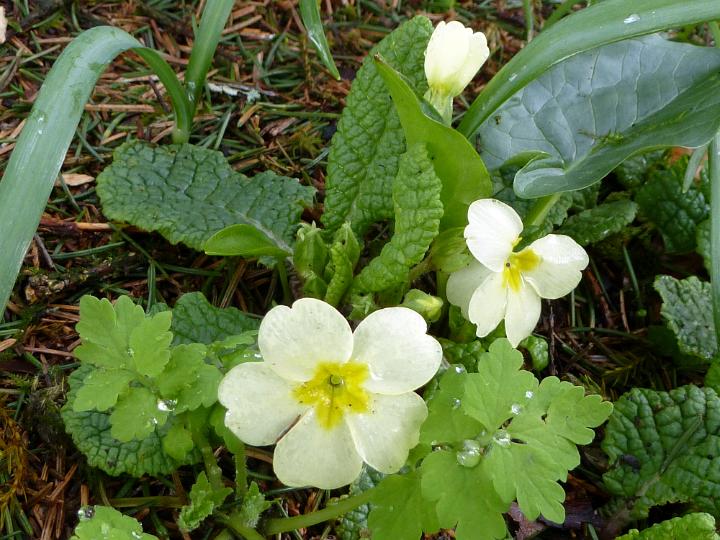 spring_primroses.jpg - Pretty yellow spring primroses with water droplets from rai or dew growing outdoors in woodland conceptual of the seasons