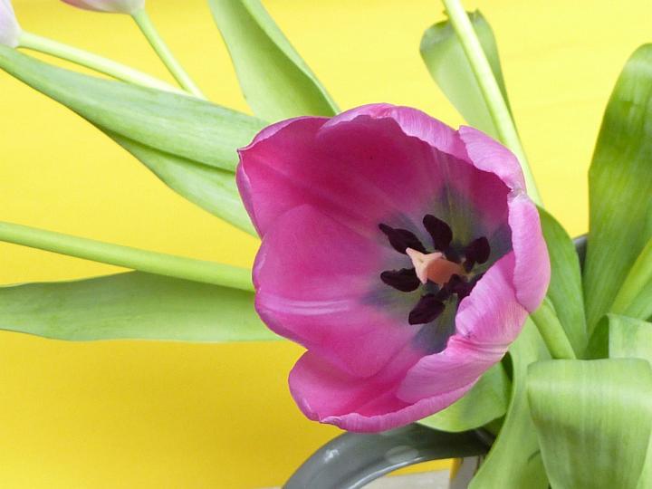 tulip_and_foliage.jpg - Closeup on a single pink tulip with green leaves over a yellow background conceptual of spring