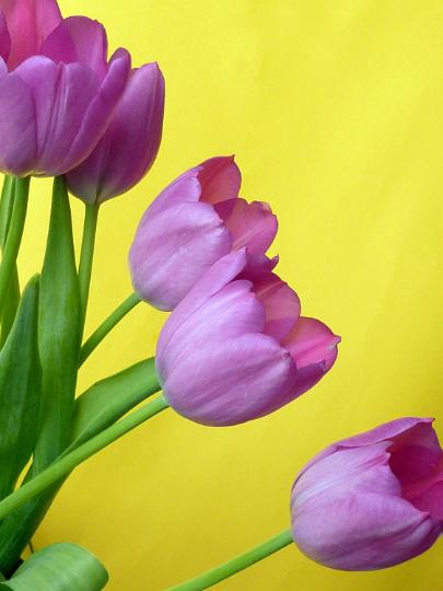 tulips_and_space_for_text.jpg - Some fresh purple tulips viewed in close-up against plain yellow background with copy space for text in upper corner