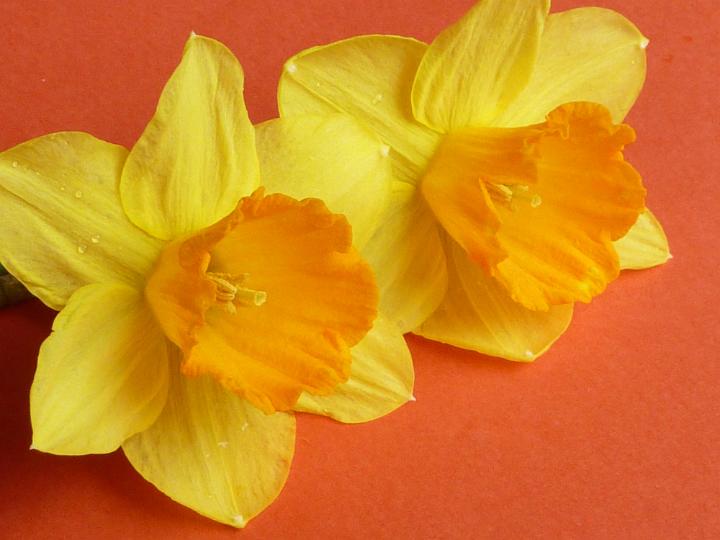 two_daffodil_flowers.jpg - Two fresh cut daffodil narcissus flowers, yellow with orange corona. Sitting on orange surface background and viewed in close-up