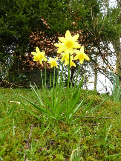 woodland_daffodil.jpg - Low angle view of a cluster of bright yellow daffodils growing outdoors in woodland in spring symbolic of the season