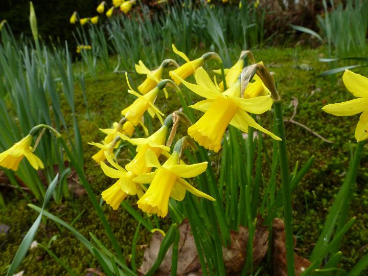 woodland_flowers.jpg - Colorful yellow spring daffodils growing in woodland in spring in a close up on the plant conceptual of the seasons