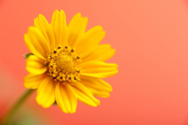 yellow_daisy.jpg - Beautiful yellow flower head in bloom as close up with light orange background. Includes copy space.