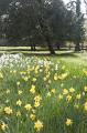 daffodil_park