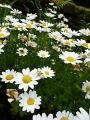 field_daisys