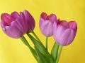 four_tulips