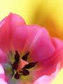 inside_tulip