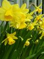 lots_of_daffodil_flowers