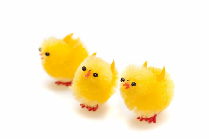 three_easter_chickens.jpg - Three cute colourful yellow fluffy little toy Easter chickens in a row on a white background