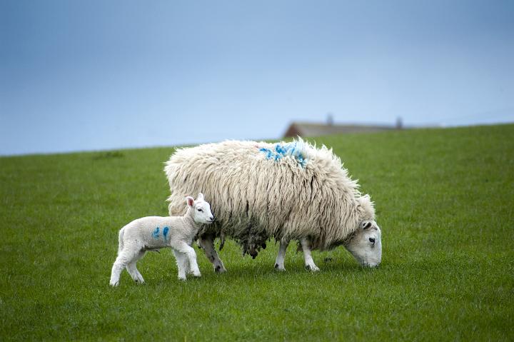 new_born_lamb.jpg - Woolly ewe with a heavy fleece grazing in a green pasture with her baby spring lamb